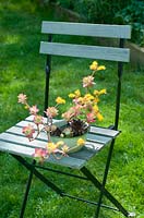echeveria succulent in enamel container on wooden garden seat 