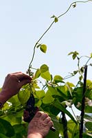 Removing the tips from runner bean plants to prevent the tangling together