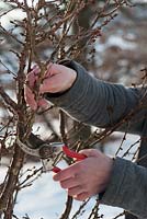 Woman pruning Prunus - Cherry branches to use in floristry
