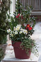 Camellia 'Yuletide', Helleborus, Narcissus , Hedera helix in clay pot