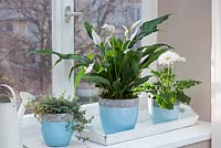 Spathiphyllum 'Chopin', Gerbera and Pilea in blue pots