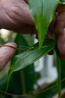 Mandevilla - Gloriosa care - untangling shoots from leaf tendrils.
