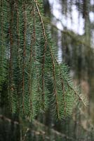 Picea breweriana - Brewer's weeping spruce