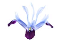 Iris histrioides 'Halkis' Reticulata,  February