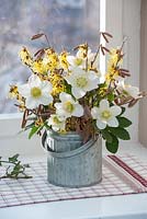 Helleborus niger - Christmas Rose and Hamamelis in metal container