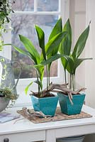 Aspidistra elatior - Schuster palms in turquoise pots