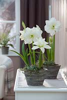 Hippeastrum 'White Peacock' - Amaryllis and Pilea - Gunner flower in containers 