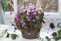 Cyclamen coum - early spring cyclamen at the unheated window