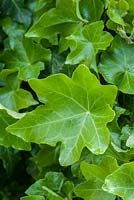 Hedera helix 'Crested Parsley'