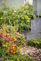 Grey stone steps, Buxus sempervirens, spring flowering plants and gabion basket, 'Ooooh it makes me wonder', show garden, RHS Malvern Spring Festival 2014
