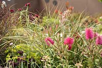 Mixed planting with Callistemon citrinus - Splendens Bottlebrush, 'Blush', show garden, RHS Malvern Spring Festival 2014