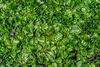 Conocephalum conicum - Snakeskin liverwort