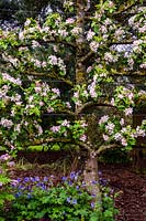 Malus - Apple 'Rev Wilkes' underplanted with Geranium libani -  Ivycroft garden and nursery