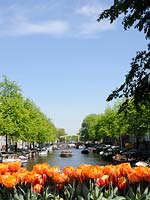 Tulipa 'Orange Princess' on an Amsterdam Canal