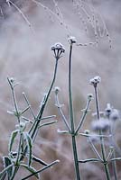 Verbena bonariensis with frost