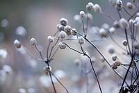 Seedheads of Anemone praecox with frost
