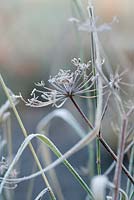 Seedhead of Foeniculum vulgare with frost