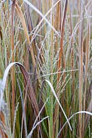 Panicum 'North Wind' with frost
