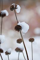 Seedheads of Phlomis russeliana with snow