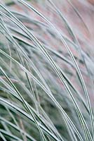 Foliage of Cortaderia with frost