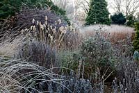 Frosty garden scene with Miscanthus nepalensis  in winter