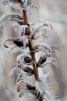 Seedpods of Acanthus spinosus with frost