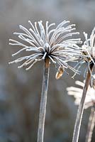 Agapanthus seedheads with frost