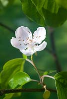 Cydonia - Quince tree blossom