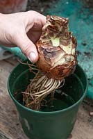 Potting up a Hippeastrum bulb. Step 1 Put the roots into bucket of water for a few hours to plump them up