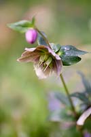 Helleborus with seedpod and new bud in April