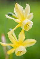 Narcissus 'Hawera'
