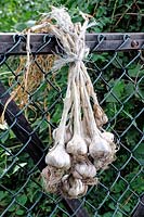 Organically grown Garlic Allium sativum Cultivar: Thermidrome hanging over gate drying