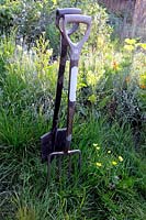 Spade and fork upright in the ground, backlit in evening light.