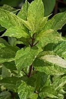 Hydrangea paniculata 'Yuki Gessho' - Broken Arrow Nursery 
 