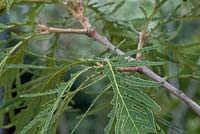 Quercus dentata 'Pinnatifida' - Cutleaf oak