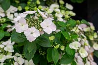 Hydrangea 'Runaway Bride' - RHS Plant of the Year 2018, The Sun Stand, Chelsea Flower Show 2018