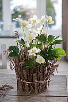 Making plant pot with old yoghurt pot, twigs and moss - finished pot planted with Helleborus niger - Christmas Rose