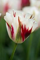 Tulips 'Flaming Springgreen'