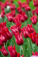 Tulipa 'Red Shine'