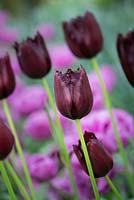 Tulipa 'Vincent van gogh'