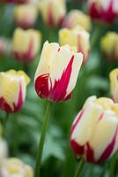 Tulipa 'World expression'