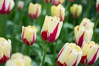 Tulipa 'World expression'