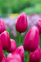 Tulipa 'Renown'