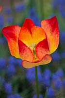 Tulipa 'Suncatcher' among Muscari armeniacum