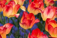 Tulip 'Suncatcher' among Muscari armeniacum