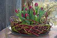 Tulipa crispa 'Curly Sue' in wreath of Cornus stems