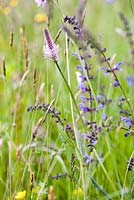 Plantago media - Hoary plantain and Meadow Clary - Salvia pratensis