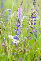 Wild meadow; Plantago media - Hoary plantain, Festuca pratensis, Daisy - Leucanthemum vulgare, Meadow Clary - Salvia pratensis.