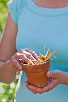 Making an upturned terracotta pot with straw, used as an insect house.