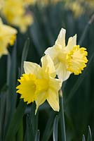 Narcissus 'Andrew's Choice'